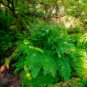 Verkoop Koningsvaren - Osmunda regalis