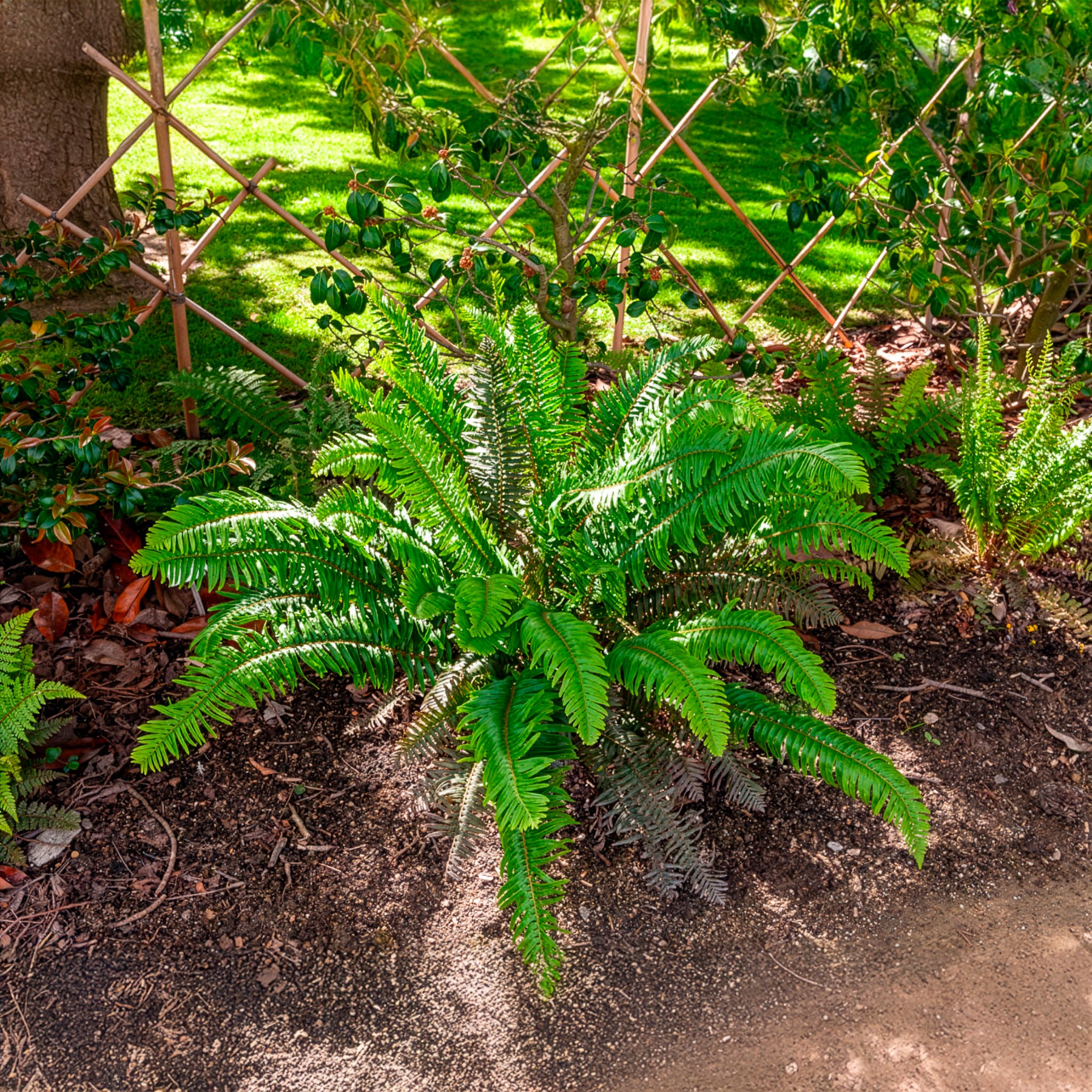 Vaste planten - Zwaardvaren - Polystichum munitum