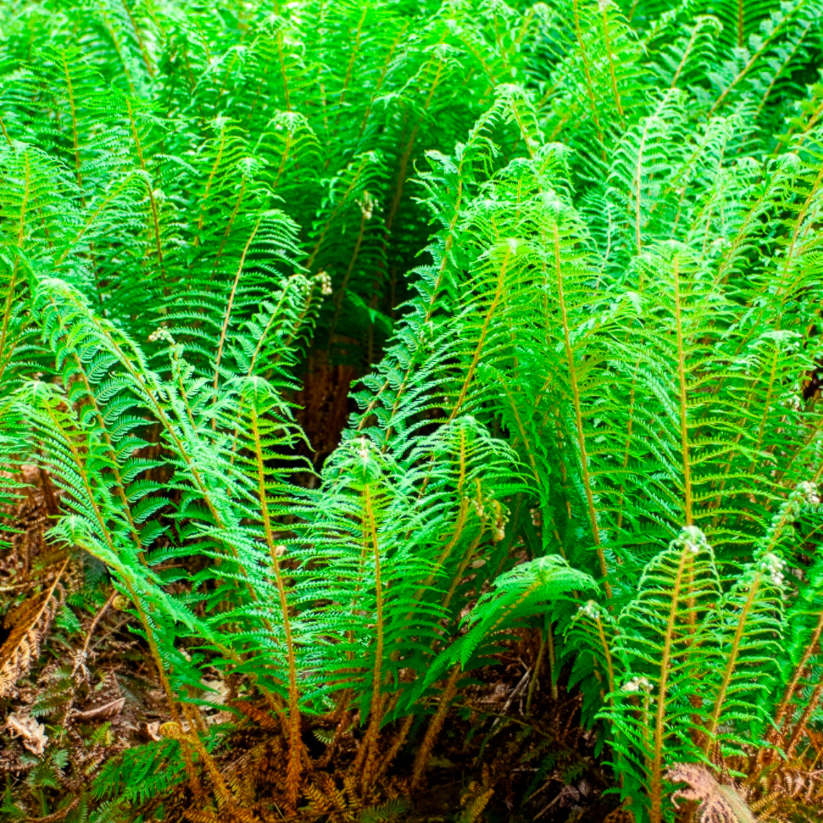 Schildvaren Dahlem - Willemse