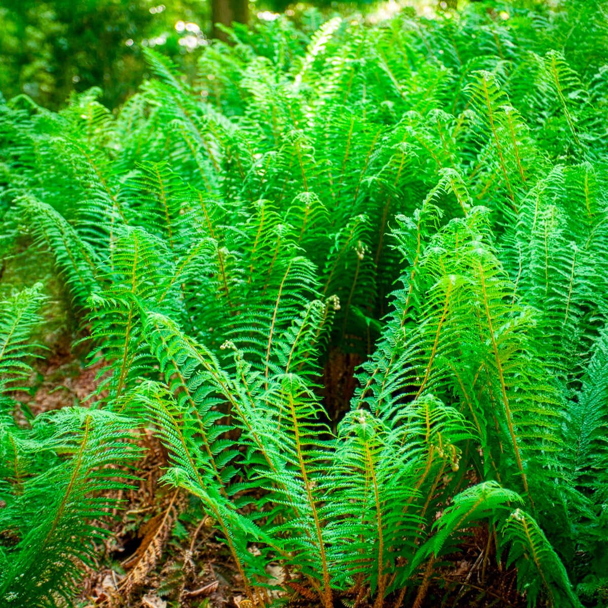 Schildvaren Dahlem - Polystichum setiferum Dahlem - Willemse