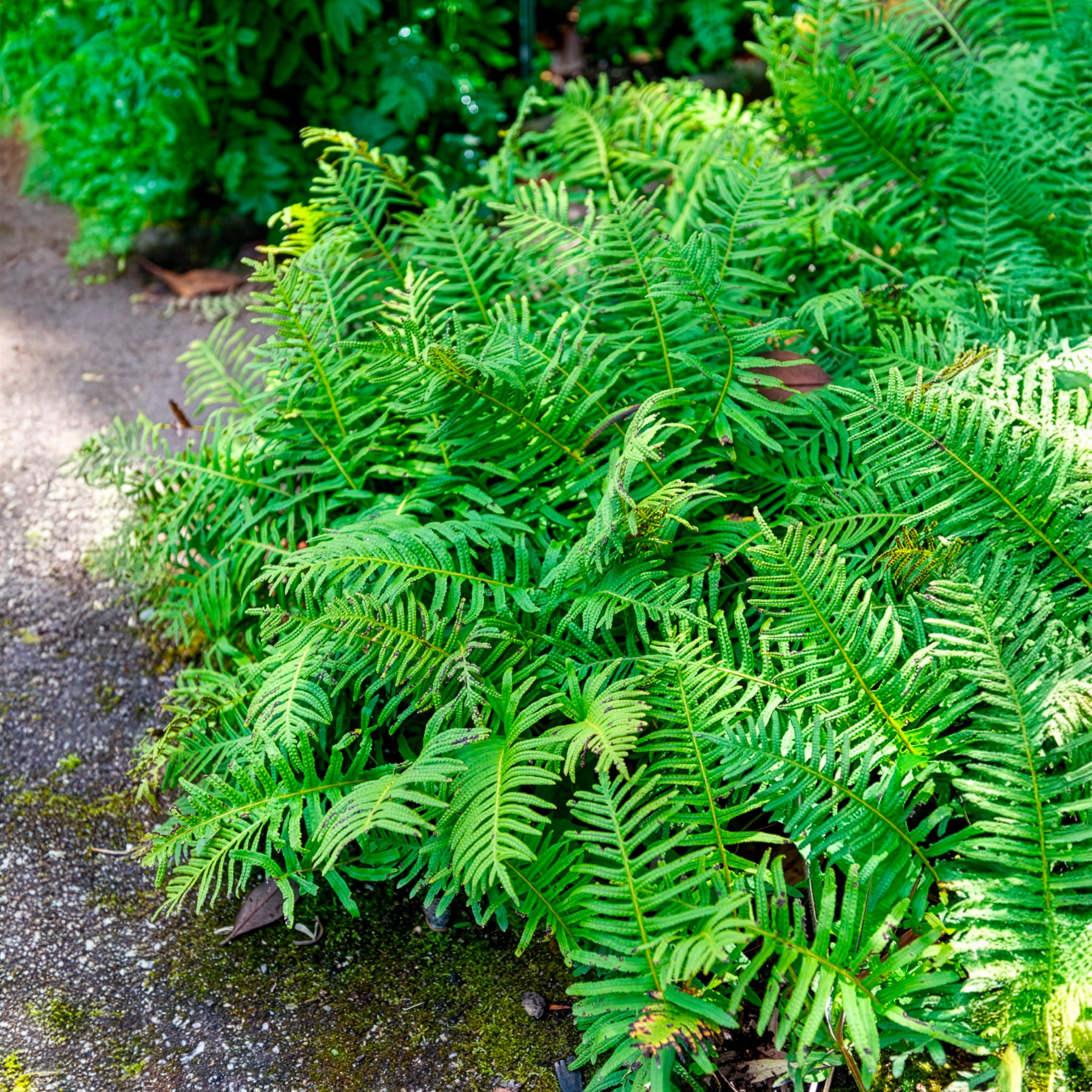 Polypodium vulgare - Eikvaren - Varens