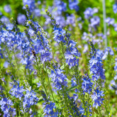 Veronica - Brede ereprijs Royal Blue - Veronica austriaca Royal Blue