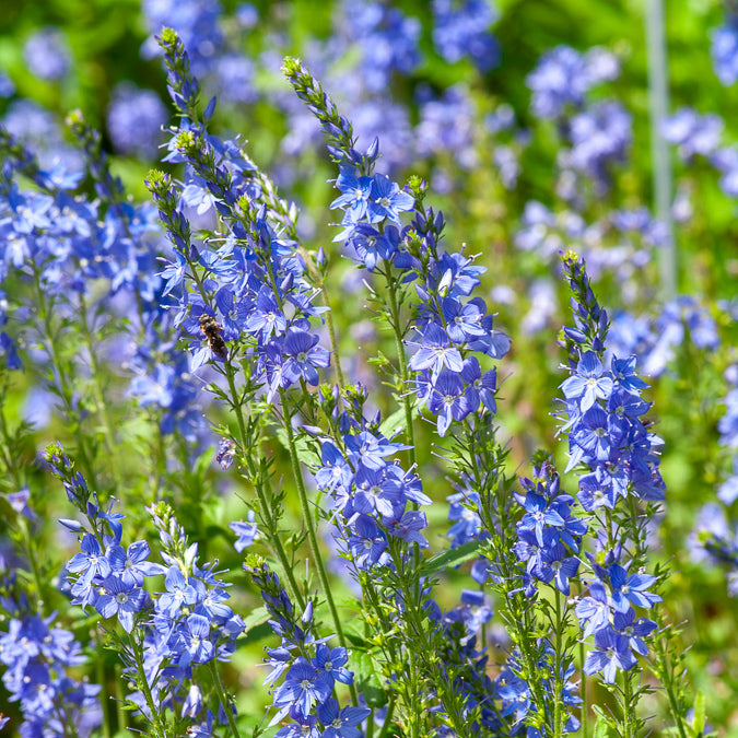 Veronica - Brede ereprijs Royal Blue - Veronica austriaca Royal Blue
