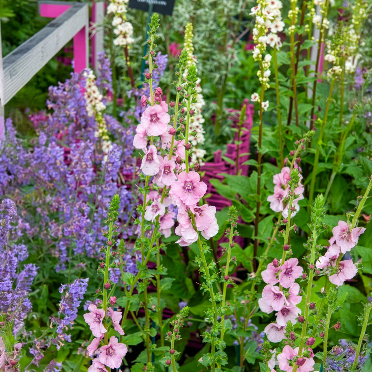 Toorts Pink Domino - Willemse