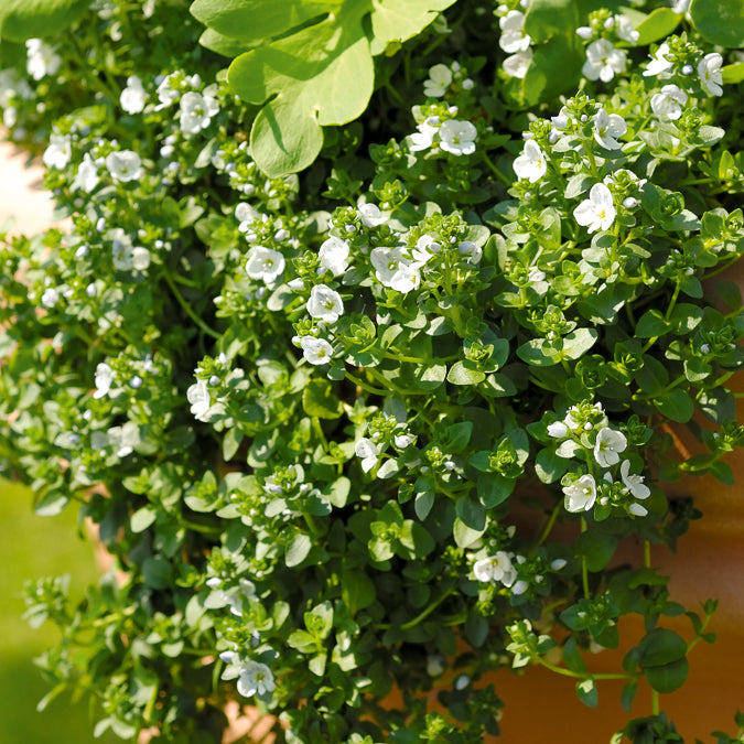 Ereprijs kruipend - Veronica repens - Willemse