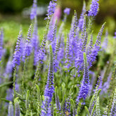 Ereprijs in aarvorm - Veronica spicata - Willemse