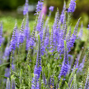 Ereprijs in aarvorm - Veronica spicata - Willemse