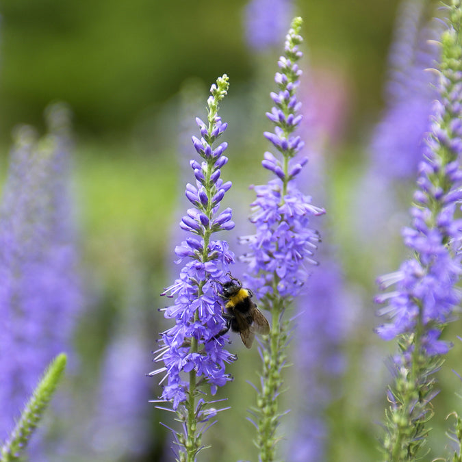 Veronica spicata - Ereprijs in aarvorm - Veronica