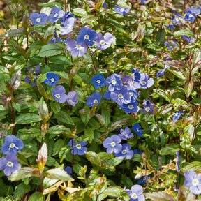 Ereprijs Georgia Blue - Willemse