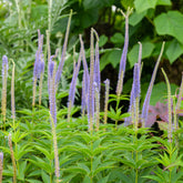 Scrophulariaceae Apollo - Veronicastrum virginicum Apollo - Willemse