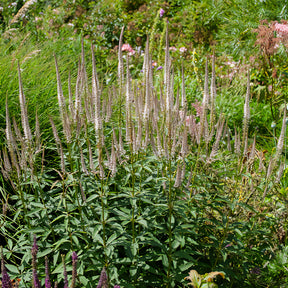 Scrophulariaceae Roseum - Willemse