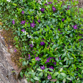 Kleine maagdenpalm 'Atropurpurea' - Willemse