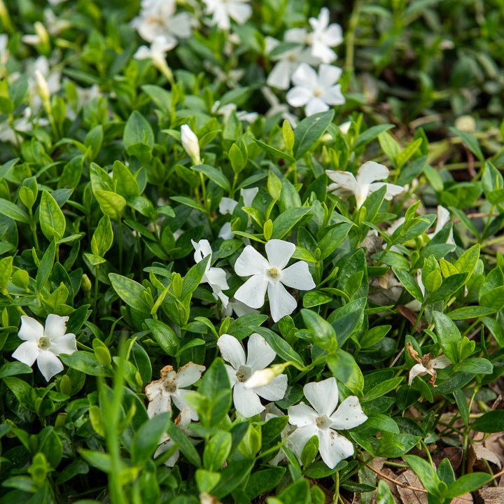 Maagdenpalm Gertrude Jekyll