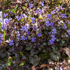 Vaste planten - Viooltje Labrador - Viola labradorica