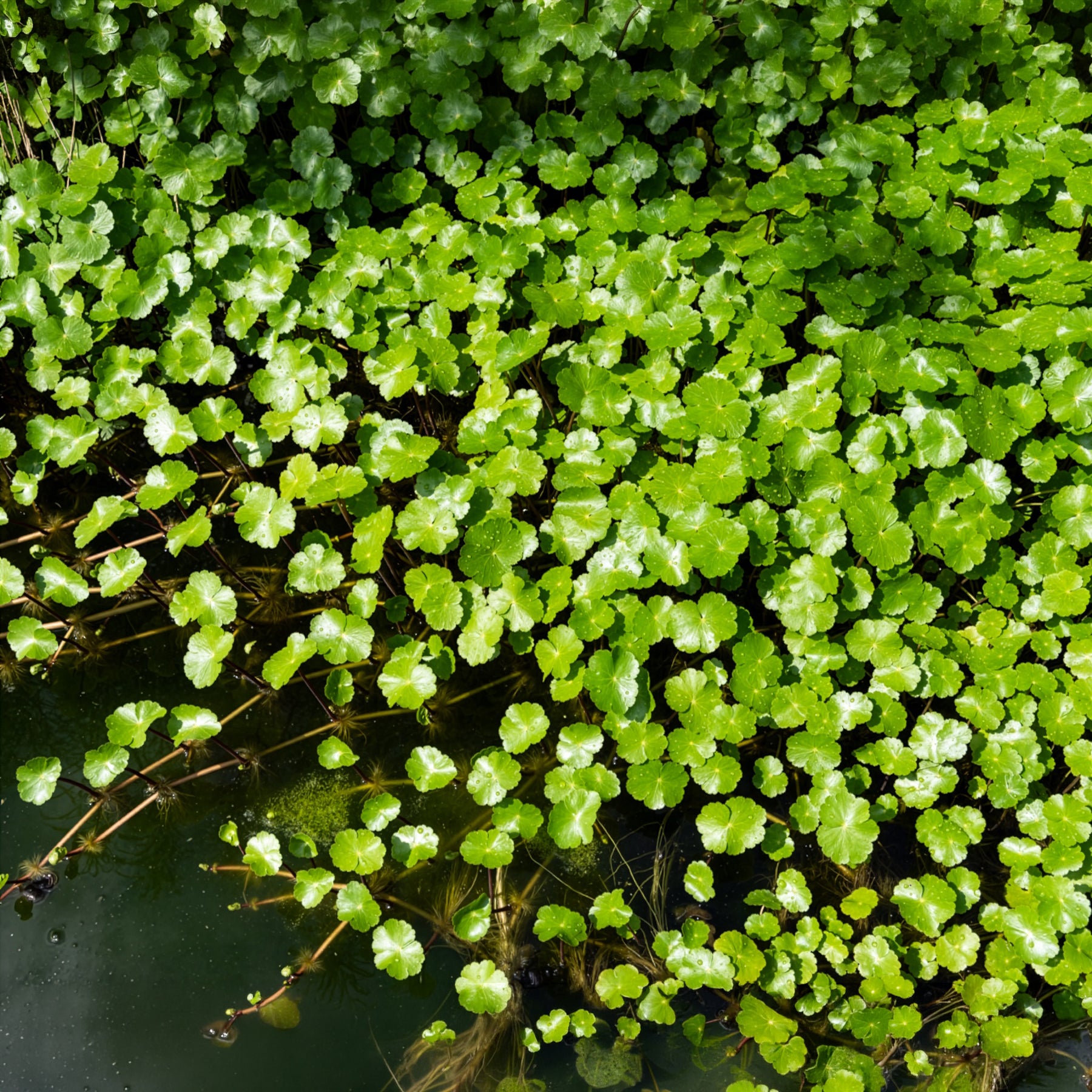 Waternavel - Willemse
