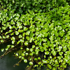 Waternavel - Willemse