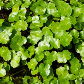 Verkoop Waternavel - Hydrocotyle vulgaris