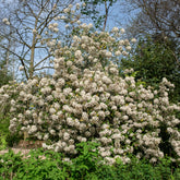 Verkoop Sneeuwbal Burkwoord - Viburnum burkwoodii