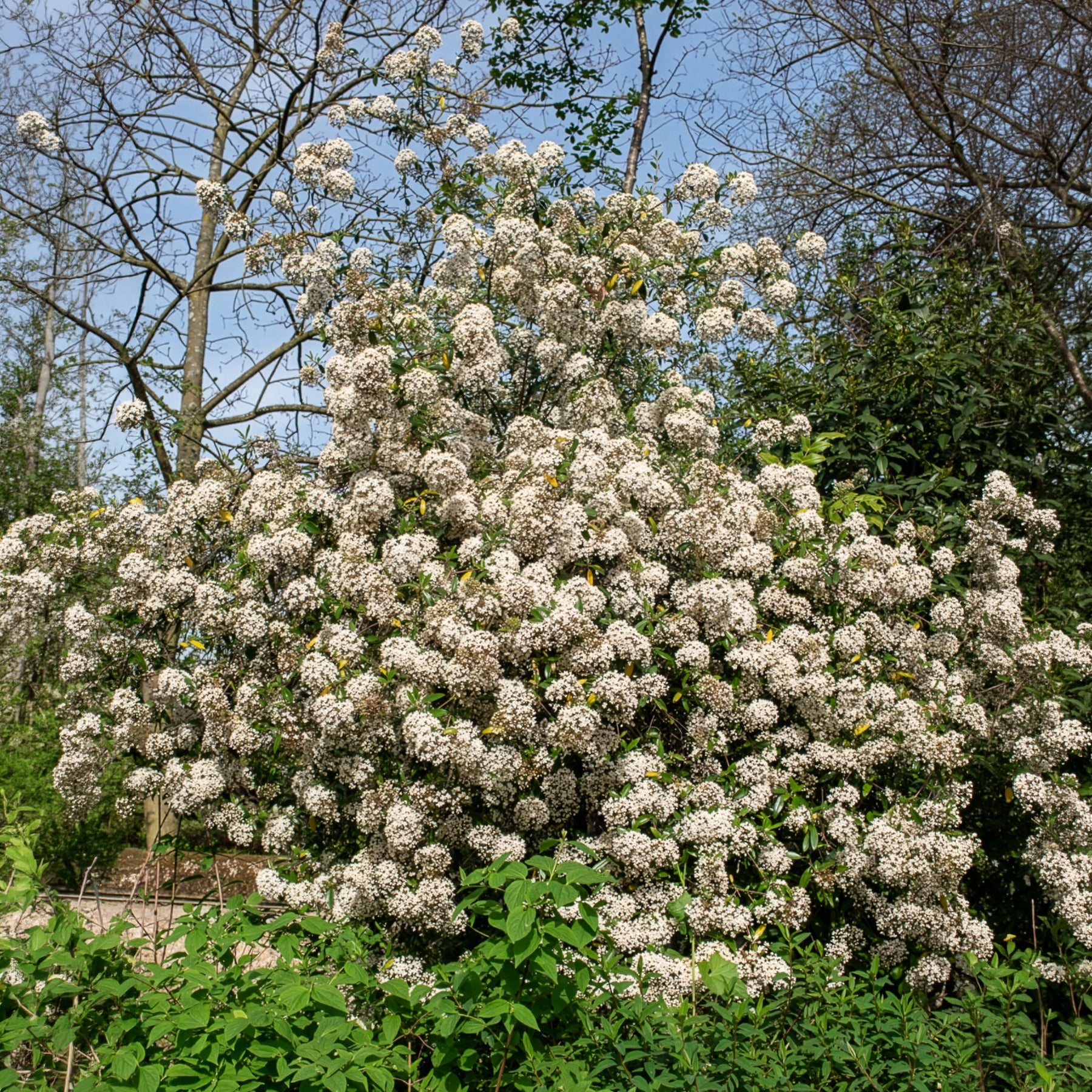 Verkoop Sneeuwbal Burkwoord - Viburnum burkwoodii