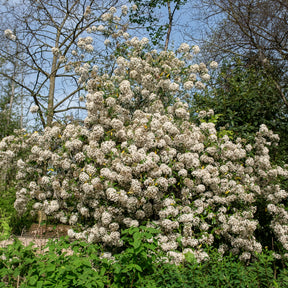 Verkoop Sneeuwbal Burkwoord - Viburnum burkwoodii