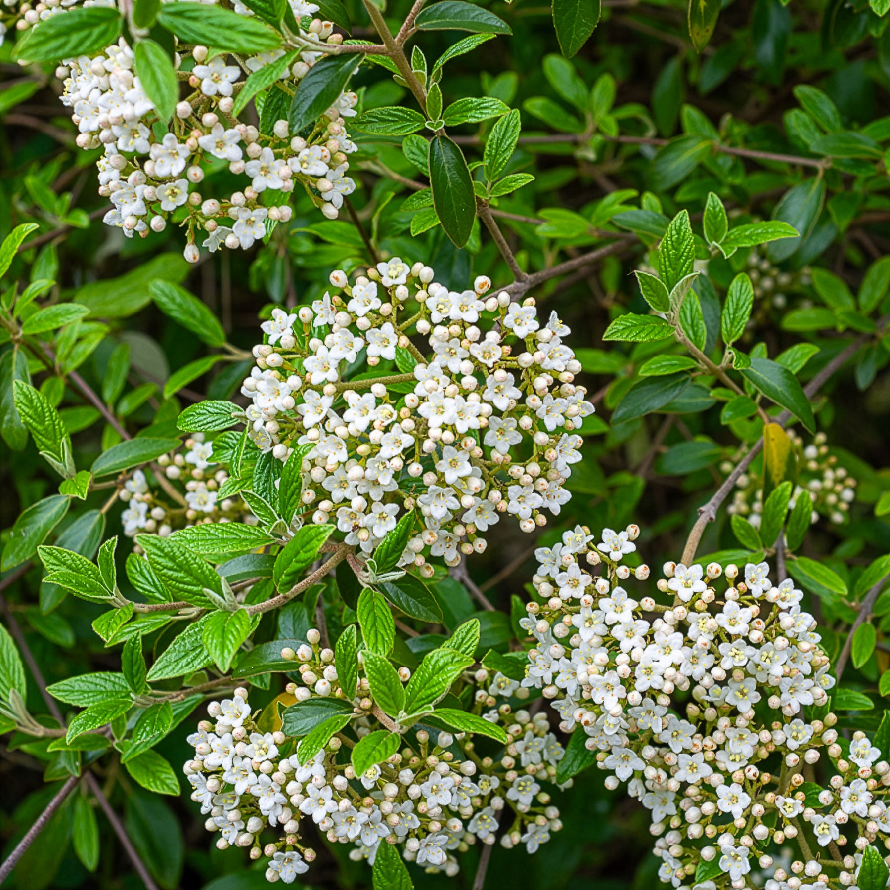 Sneeuwbal Burkwoord - Sneeuwbal (Viburnum) - Willemse