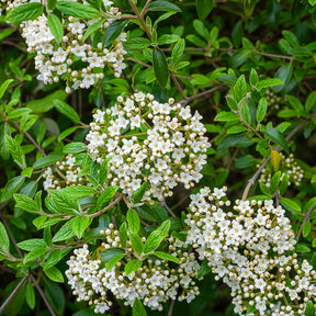 Sneeuwbal Burkwoord - Sneeuwbal (Viburnum) - Willemse