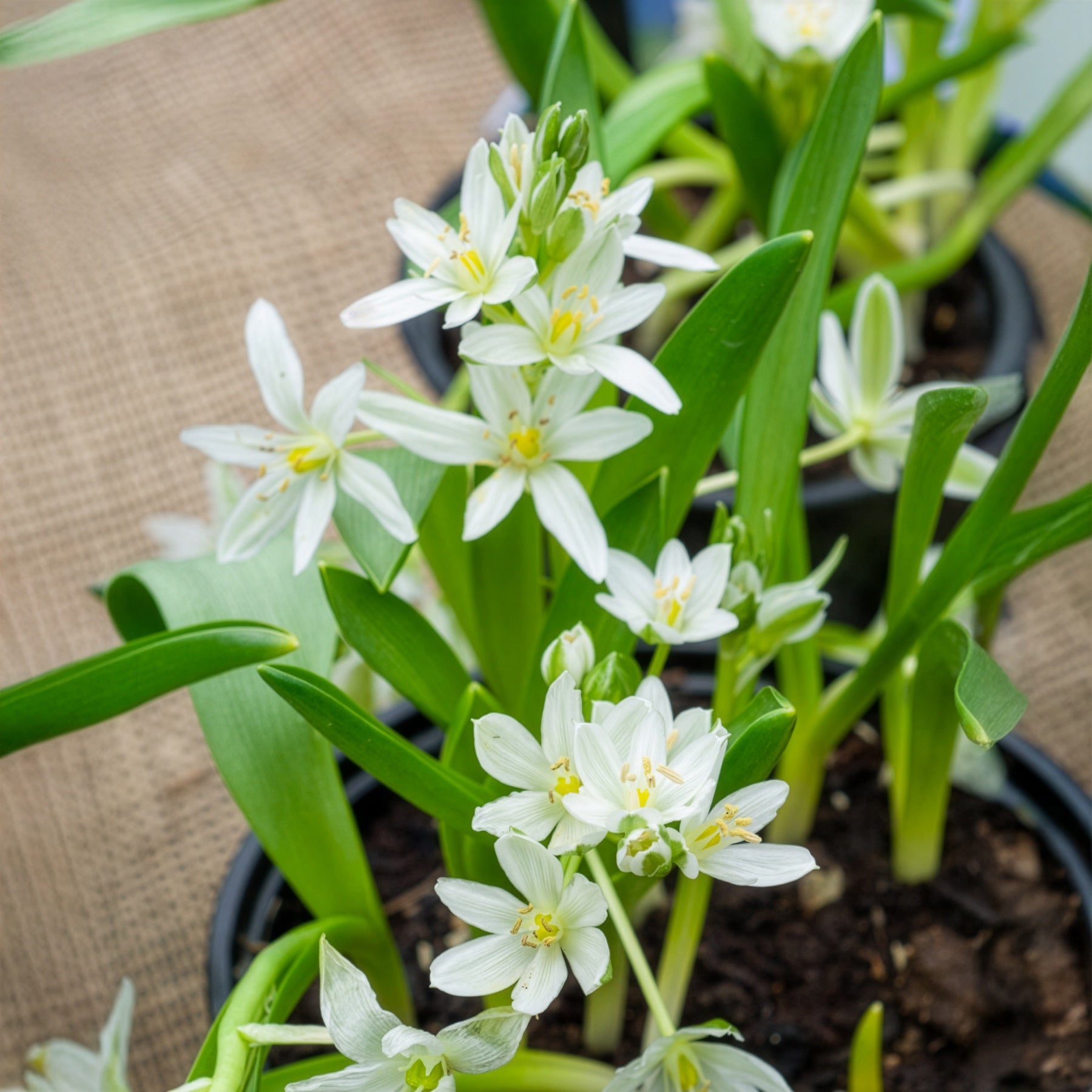 Breedbladige vogelmelk (x20) - Ornithogalum balansae - Willemse