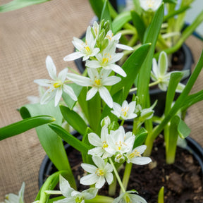 Breedbladige vogelmelk (x20) - Ornithogalum balansae - Willemse