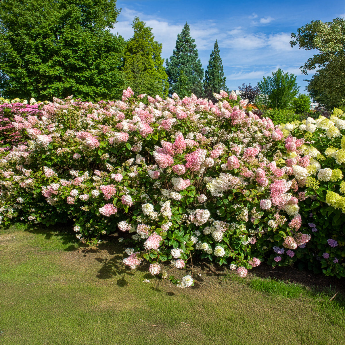 Pluimhortensia Sundae Fraise® 'Rensum' - Hydrangea paniculata Sundae Fraise® Rensun - Willemse