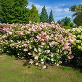 Pluimhortensia Sundae Fraise® 'Rensum' - Hydrangea paniculata Sundae Fraise® Rensun - Willemse
