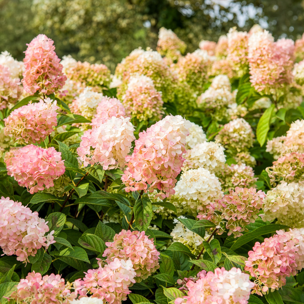 Hydrangea paniculata Sundae Fraise® Rensun - Pluimhortensia Sundae Fraise® 'Rensum' - Pluimhortensia