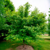 Spaanse aak - Acer campestre - Willemse