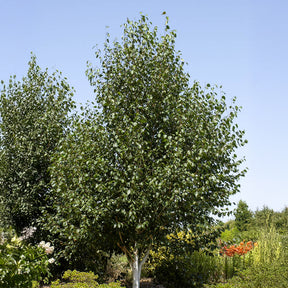 Himalayaberk - Willemse