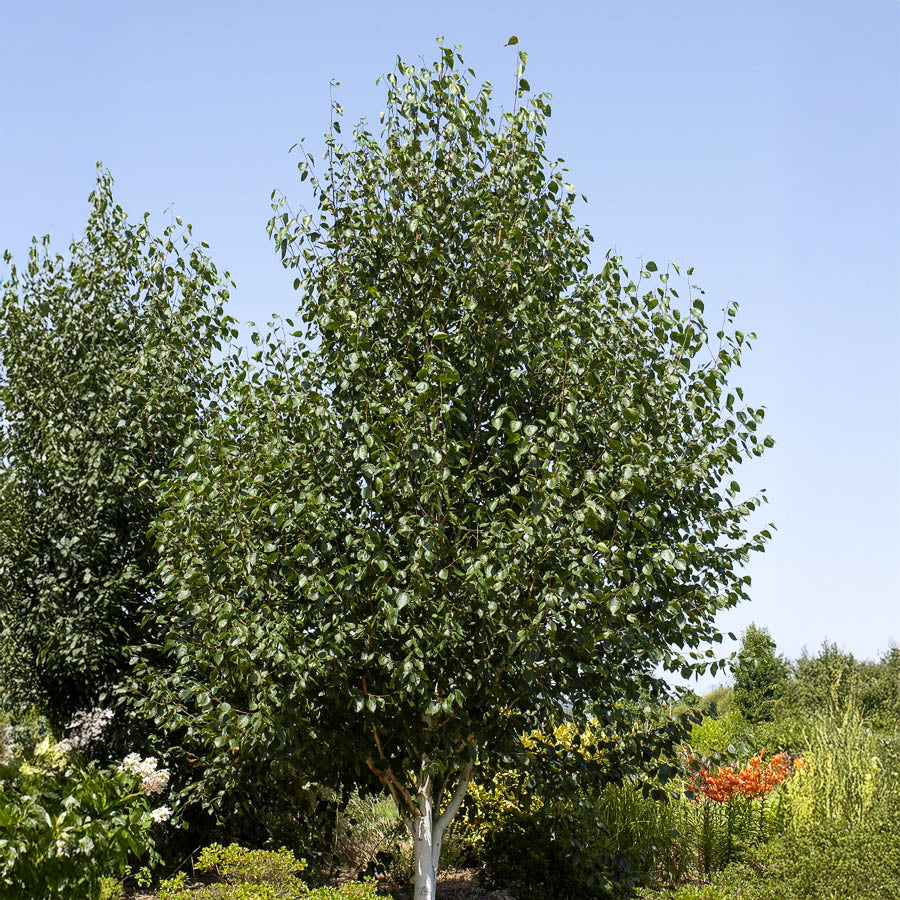 Himalayaberk - Willemse