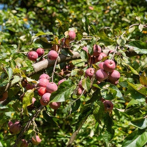 Verkoop Sierappel 'Liset' - Malus 'liset'