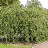 Kronkelwilg 'Tortuosa' - Salix babylonica tortuosa - Willemse