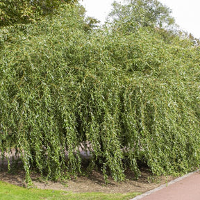 Kronkelwilg 'Tortuosa' - Salix babylonica tortuosa - Willemse
