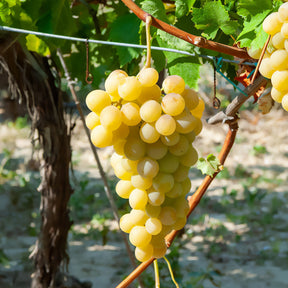 Witte druif 'Italia' - Vitis vinifera Italia - Willemse