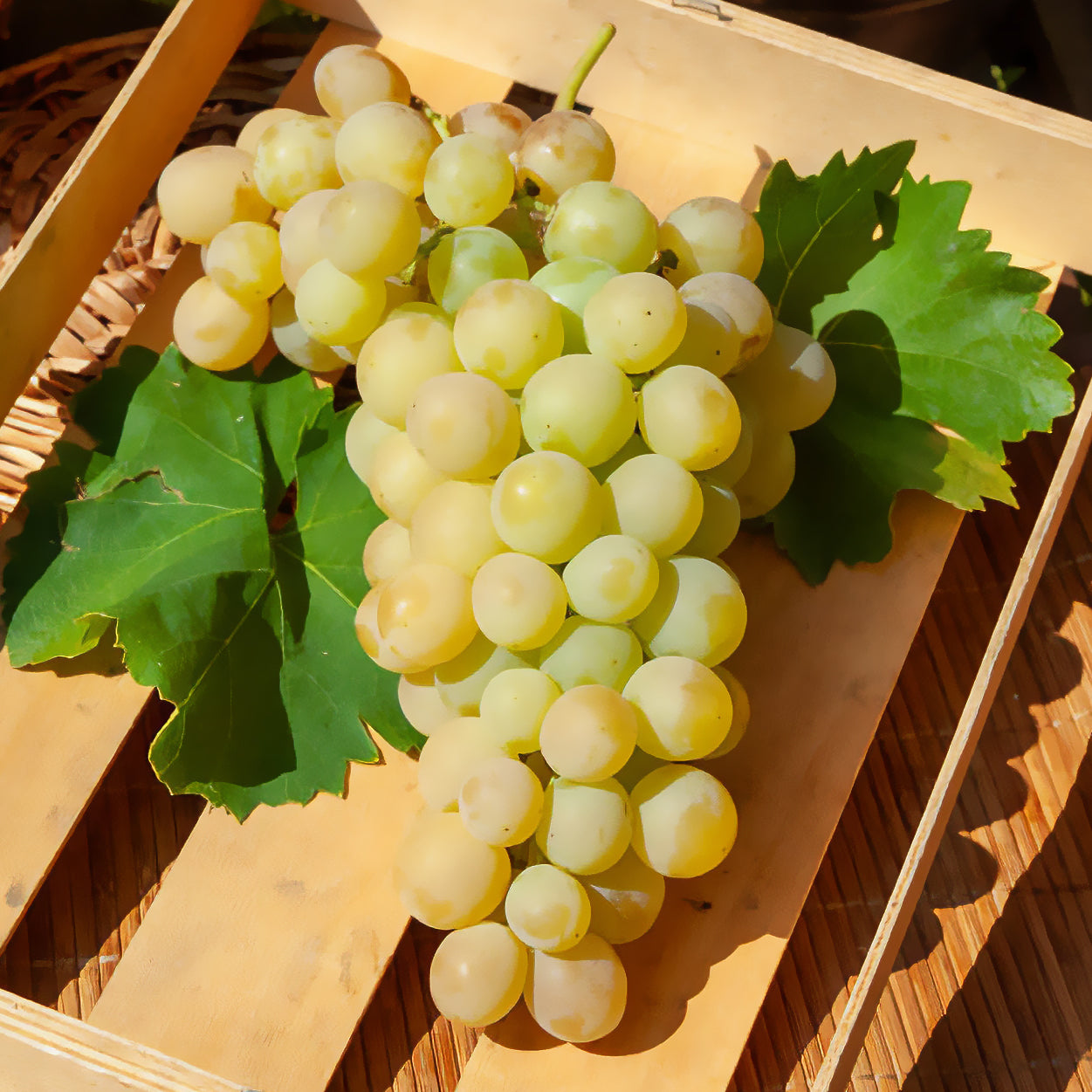 Witte druif 'Italia' - Willemse