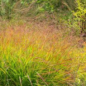 Vingergras - Vingergras 'Rehbraum' - Panicum virgatum Rehbraun