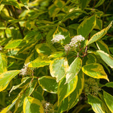 Witte Kornoelje - Willemse