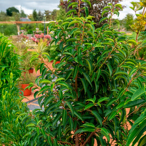 Verkoop Portugese laurier