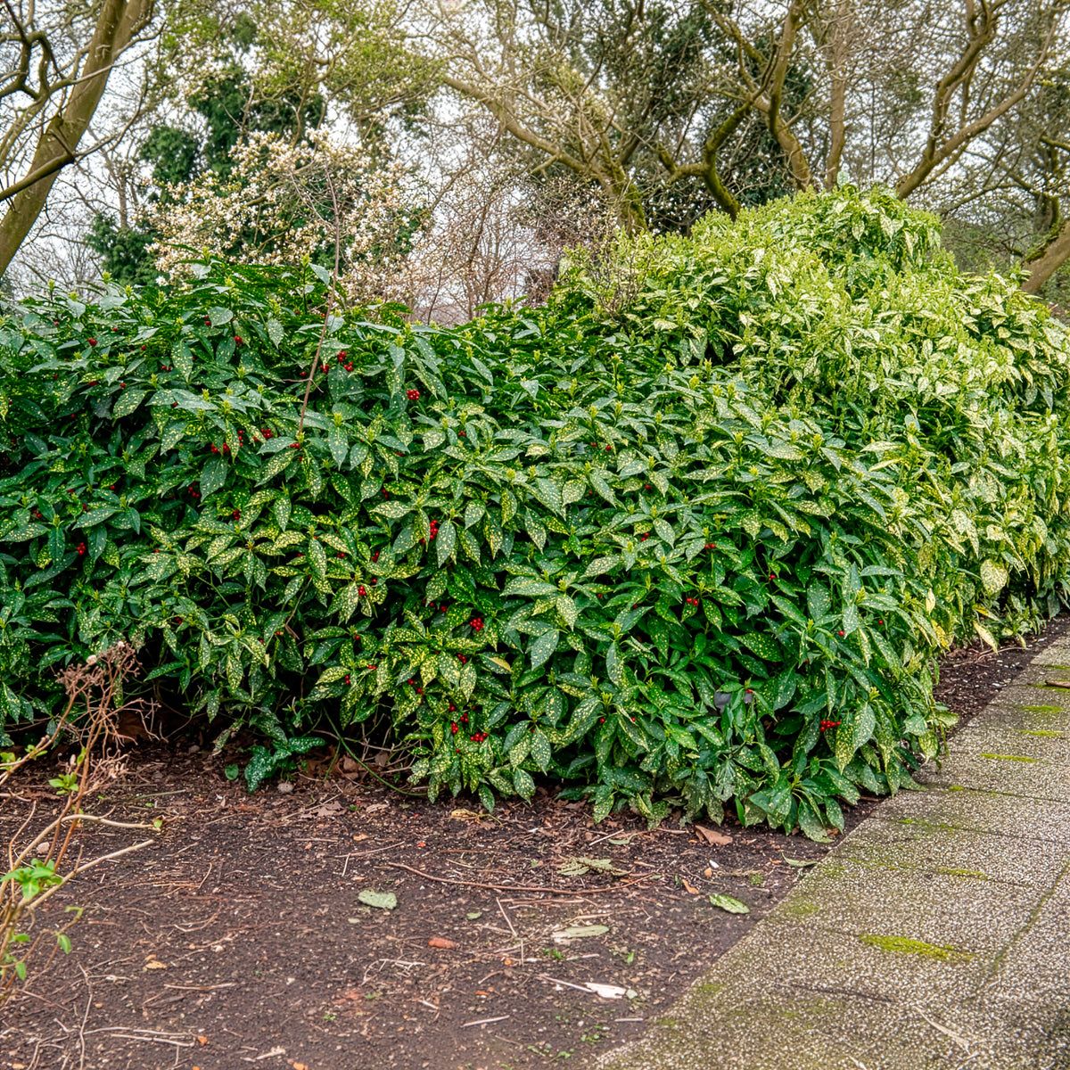 Aucuba japonica variegata - Broodboom - Balkon- en terrasplanten