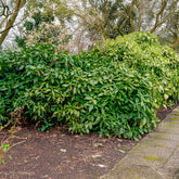 Aucuba japonica variegata - Broodboom - Balkon- en terrasplanten