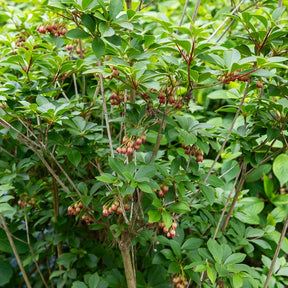 Pronkklokje - Enkianthus campanulatus red bells - Willemse