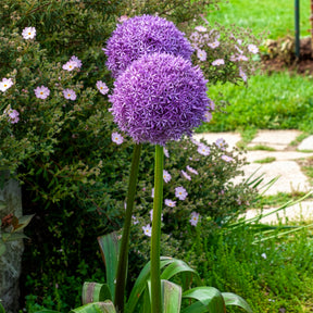 Grote sierui - Allium giganteum - Willemse