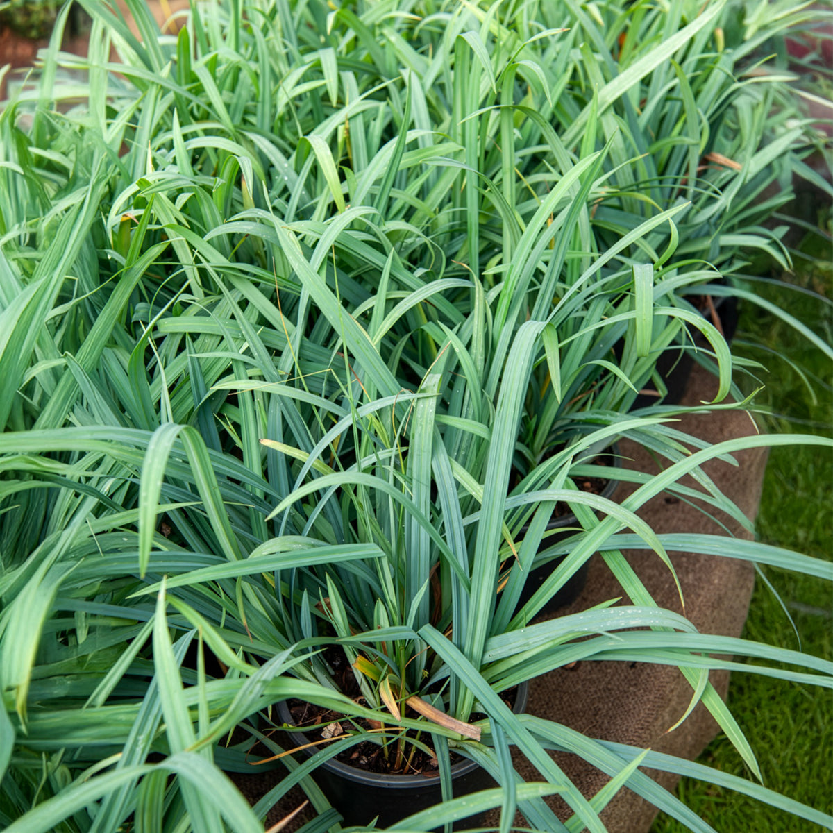 Zegge Bunny Blue - Carex laxiculmis Bunny Blue - Willemse
