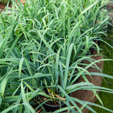 Zegge Bunny Blue - Carex laxiculmis Bunny Blue - Willemse