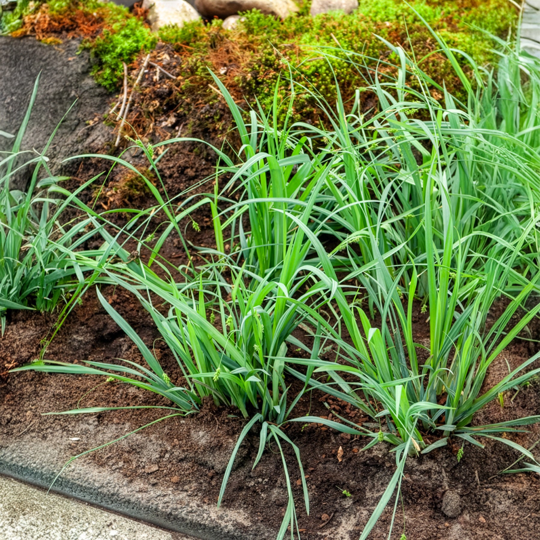 Zegge Bunny Blue - Willemse