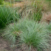 grijsgroen zwenkgras - Festuca mairei - Willemse